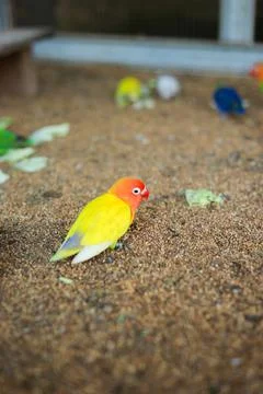 Selective focus image Sun conure beautiful birds were kept in cages. Stock Photos