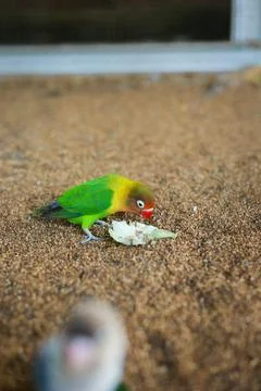 Selective focus image Sun conure beautiful birds were kept in cages. Stock Photos