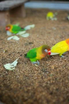 Selective focus image Sun conure beautiful birds were kept in cages. Foto stock