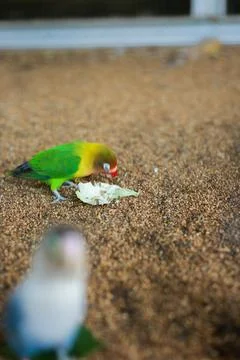 Selective focus image Sun conure beautiful birds were kept in cages. Stock Photos