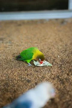 Selective focus image Sun conure beautiful birds were kept in cages. Stock Photos