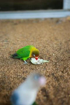 Selective focus image Sun conure beautiful birds were kept in cages. Stock Photos