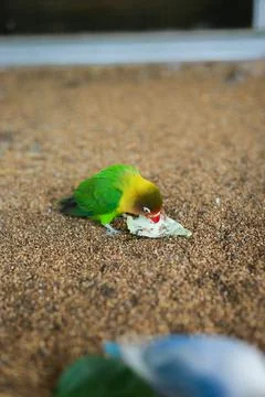 Selective focus image Sun conure beautiful birds were kept in cages. Foto stock