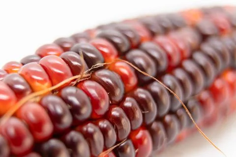 Selective focus on Indian corn kernel. Stock Photos