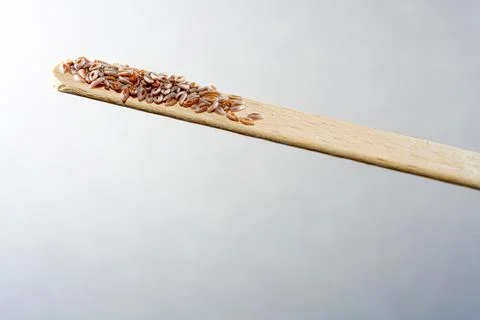 A selective focus of Indian flea seeds on a popsicle stick isolated on white  Photos