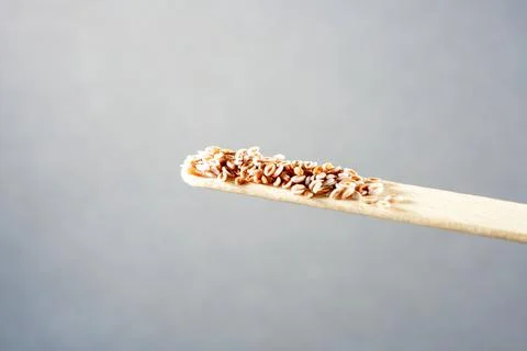 A selective focus of Indian flea seeds on a popsicle stick isolated on a gray Photos