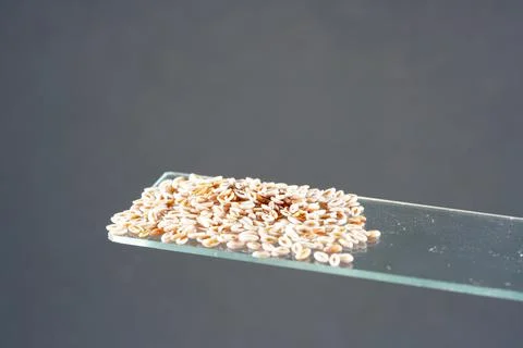 A selective focus of Indian flea seeds on a popsicle stick isolated on a gray Photos