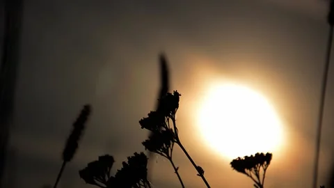 Selective focus inflorescences of dry grass on background of sunset. Stock Footage 161043541
