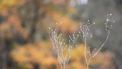 Selective focus inflorescences of dry grass on blurred background. Stock Footage 163545253