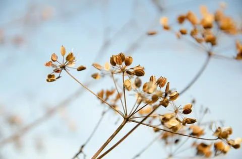Selective focus inflorescences of dry grass on background of blue sky. Foto stock