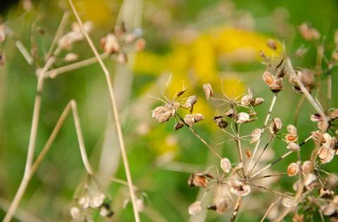 Selective focus inflorescences of dry grass on green background. Stock Photos