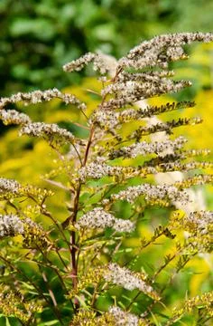 Selective focus inflorescences of dry grass on green and yellow background. Stock Photos