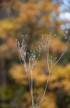 Selective focus inflorescences of dry grass on blurred background of autumn. Stock Photos
