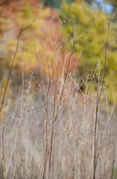 Selective focus inflorescences of dry grass on blurred background of autumn. Stock Photos