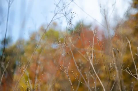 Selective focus inflorescences of dry grass on blurred background of autumn. Stock Photos