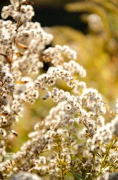 Selective focus inflorescences of dry grass on green and yellow background. Stock Photos