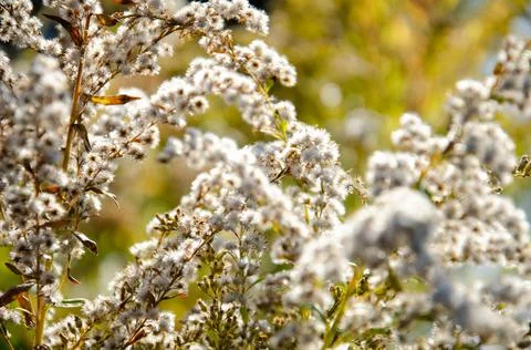 Selective focus inflorescences of dry grass on green and yellow background. Stock Photos