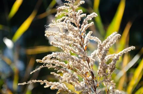 Selective focus inflorescences of dry grass on green and yellow background. Stock Photos