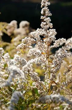 Selective focus inflorescences of dry grass on green and yellow background. Stock Photos