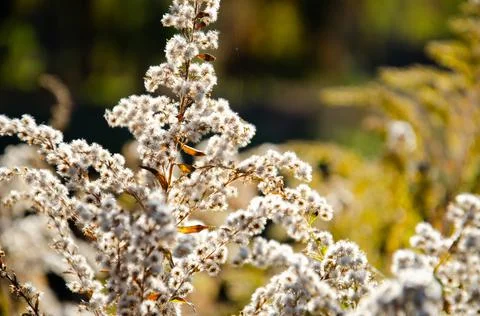 Selective focus inflorescences of dry grass on green and yellow background. Foto stock