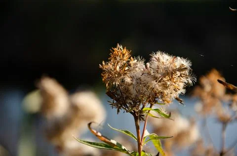 Selective focus inflorescences of dry grass on green and yellow background. Stock Photos