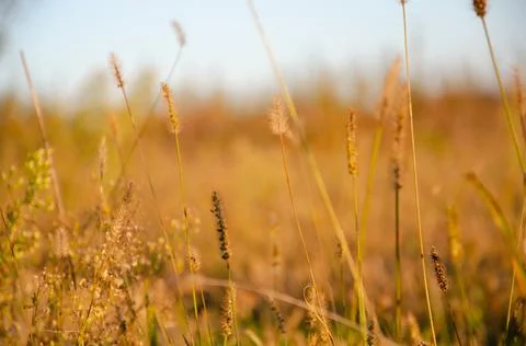 Selective focus inflorescences of dry grass on background of sunset. Stock Photos