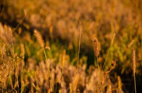Selective focus inflorescences of dry grass on background of sunset. Stock Photos