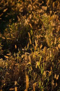 Selective focus inflorescences of dry grass on background of sunset. Stock Photos