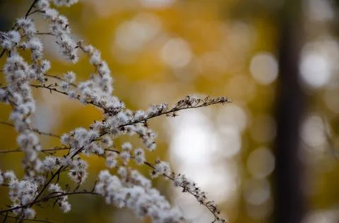 Selective focus inflorescences of dry grass on yellow bokeh background. Stock Photos