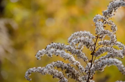 Selective focus inflorescences of dry grass on yellow bokeh background. Stock Photos