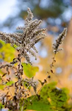 Selective focus inflorescences of dry grass on green and yellow background. Foto stock
