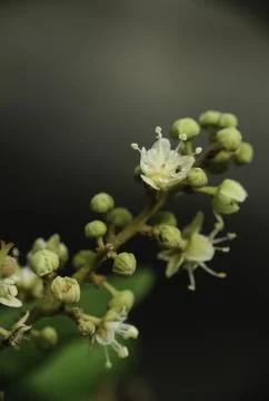 Selective focus of insect on Dimocarpus longan flower (also called longan, .. Stock Photos