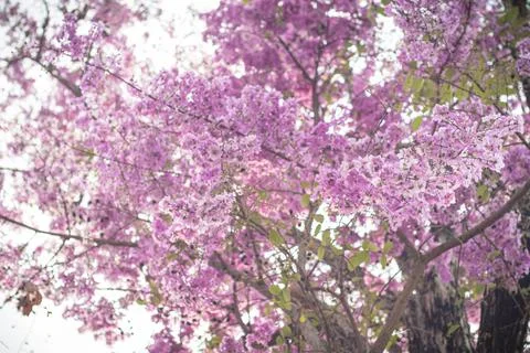 Selective focus  jacaranda violet flowers on branches. Spring summer nature l Stock Photos