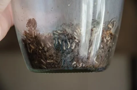Selective focus jar with maggots. The worms started up in jar. Stock Photos