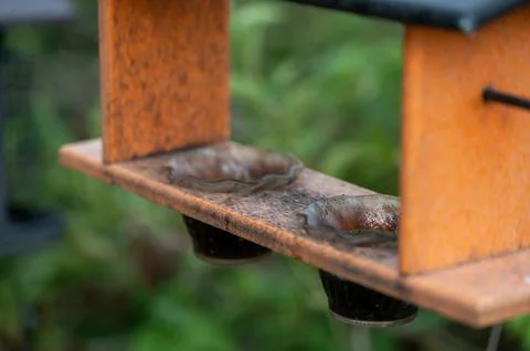 Selective focus on jelly container in an oriole bird feeder. Foto stock