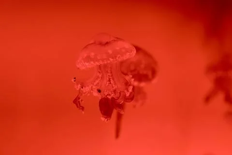 Selective focus jellyfishes red background Stock Photos