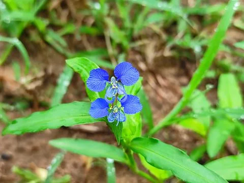 Selective Focus Of Kachradam Flowers Stock Photos