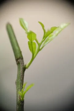 Selective focus of kaffir lime or jeruk purut leaves. Stock Photos
