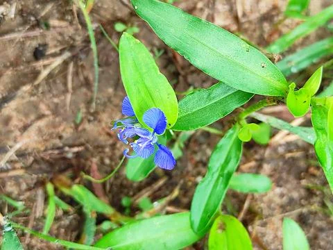 Selective Focus Of Kanchat Flower Stock Photos
