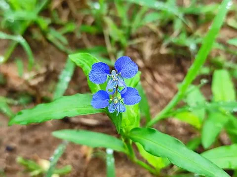 Selective Focus Of. Kanchat Flower Stock Photos
