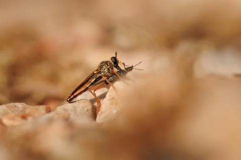 Selective focus on a killer fly eating a beetle and negative space Фото