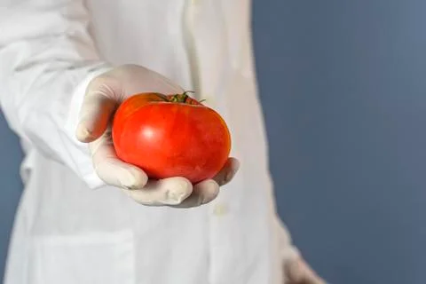 Selective focus Lab technician shows a tomato in a laboratory. Stock Photos