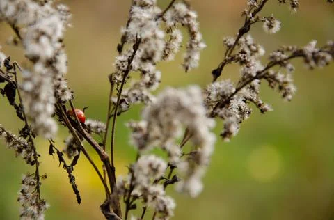 Selective focus on ladybug crawling on inflorescences of dry grass. Stock Photos