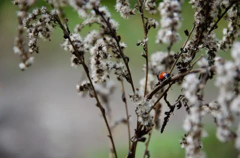 Selective focus on ladybug crawling on inflorescences of dry grass. Stock Photos