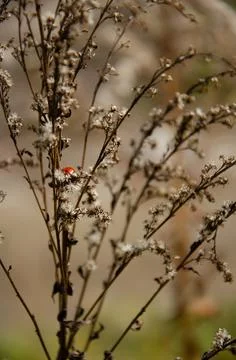 Selective focus on ladybug crawling on inflorescences of dry grass. Stock Photos