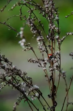 Selective focus on ladybug crawling on inflorescences of dry grass. Stock Photos