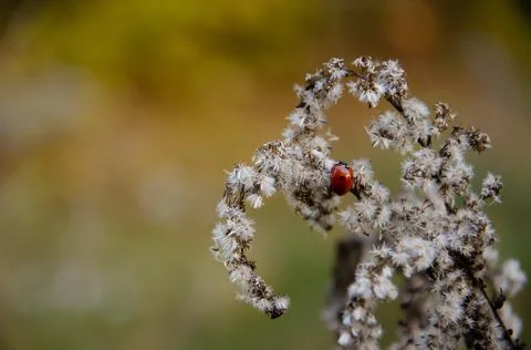 Selective focus on ladybug crawling on inflorescences of dry grass. Stock Photos