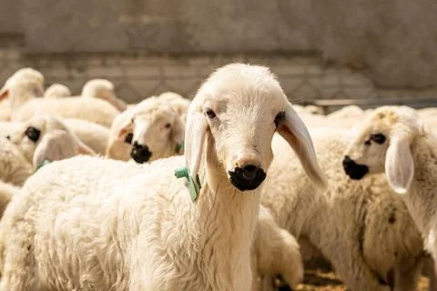 Selective focus of lamb looking camera, blurred herd of young sheep. Stock Photos