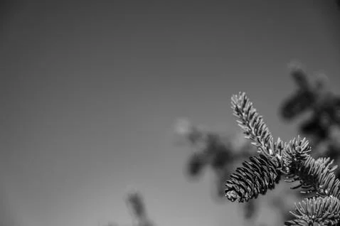Selective focus on large cluster of pine cones on an evergreen tree.  Clear s Foto stock