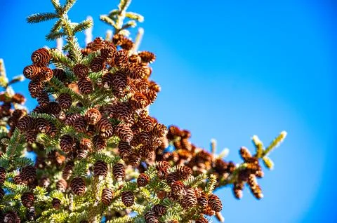 Selective focus on large cluster of pine cones on an evergreen tree. Clear sky Stock Photos
